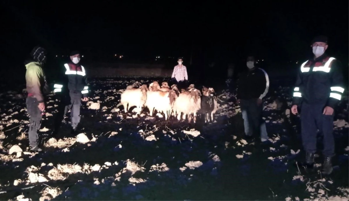 Kayıp koyunlar 9 kilometre uzakta bulundu