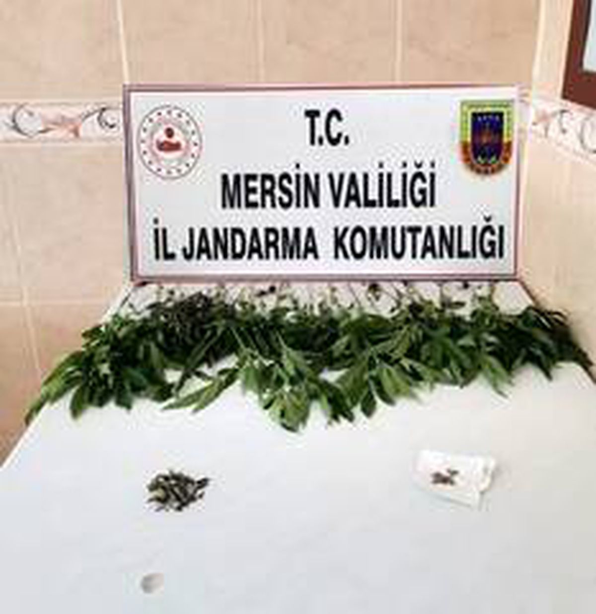 Son dakika haberleri... Mersin\'de 31 kök kenevir bitkisi ele geçirildi