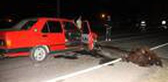 Otomobil sürüye çarptı: 5 koyun telef oldu