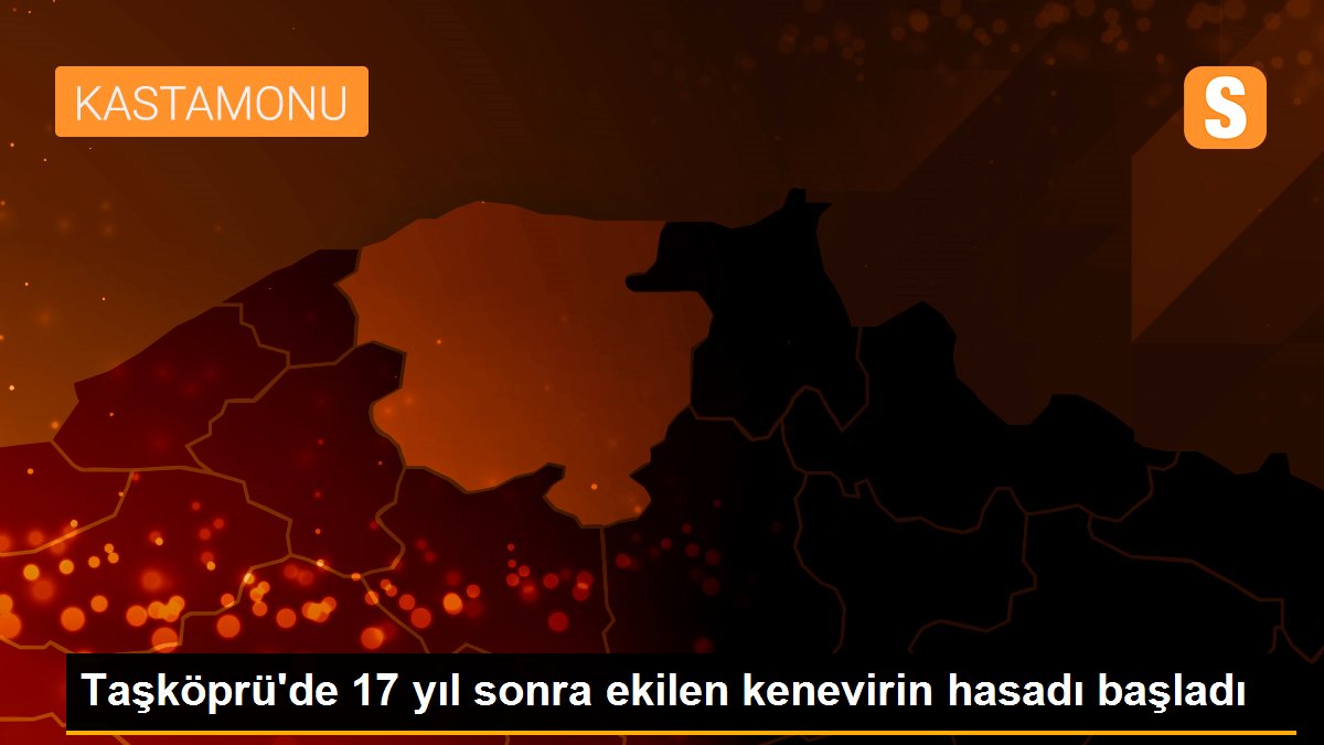 Taşköprü\'de 17 yıl sonra ekilen kenevirin hasadı başladı