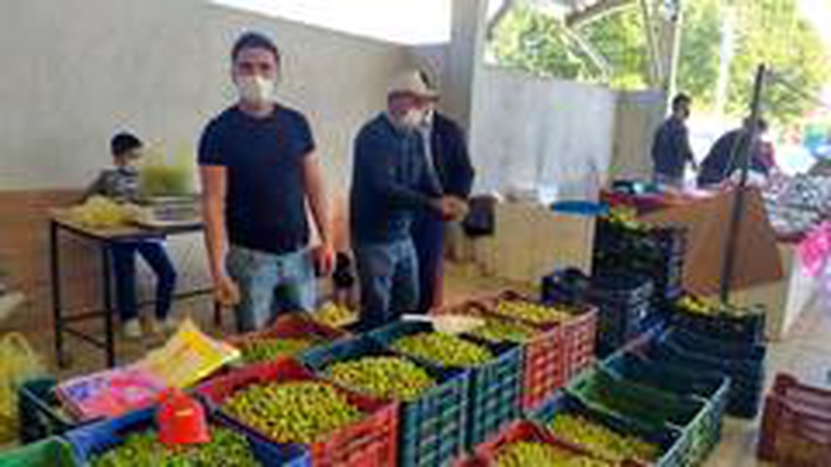 Yüksek fiyat salamura zeytin yapımını yaygınlaştırdı