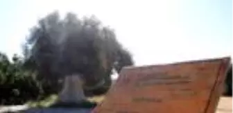 1300 yıllık zeytin ağacının ürünleri, Cumhurbaşkanı Erdoğan'a hediye edilecek