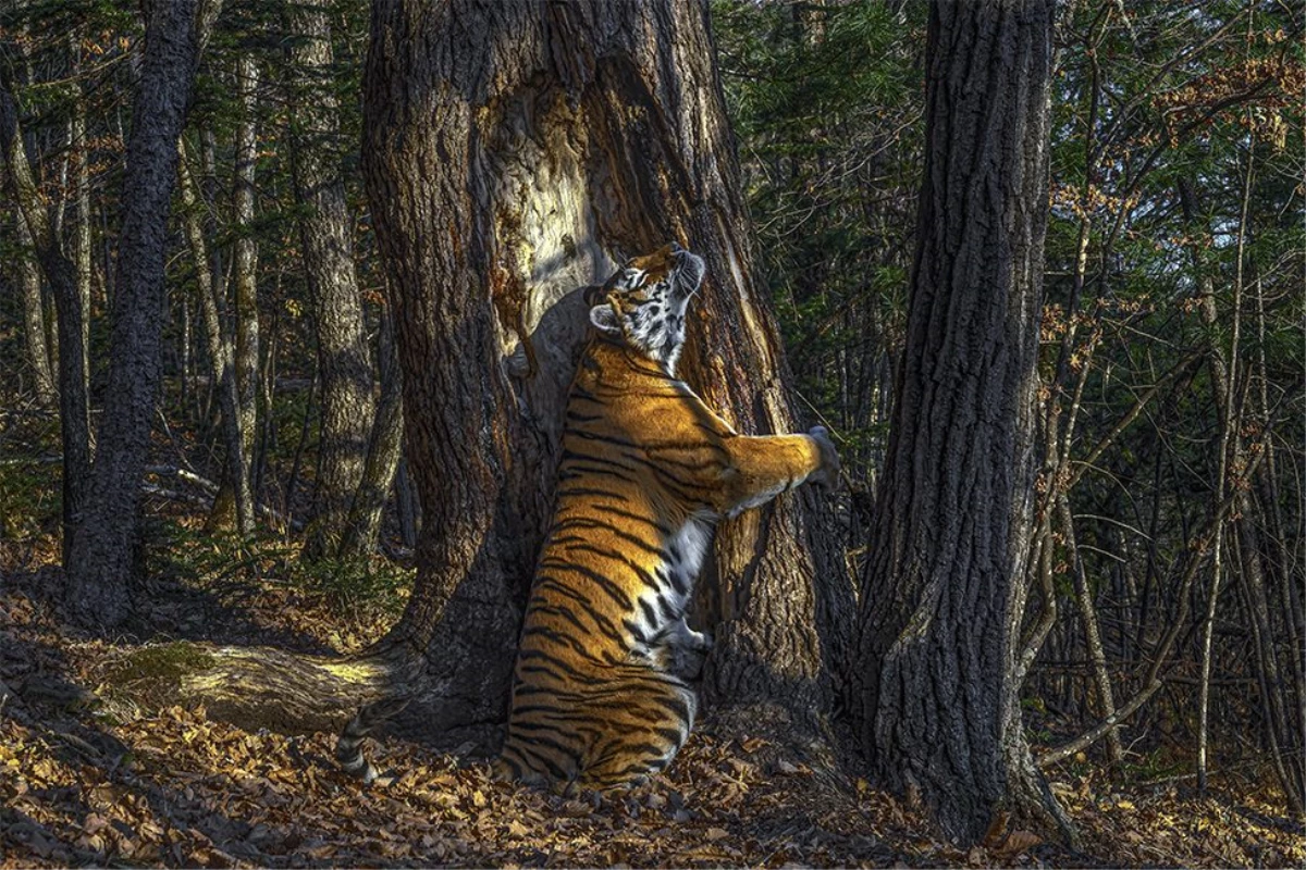 2020 yılı yaban hayatı fotoğrafı, 11 ayda çekilebilen Sibirya kaplanı fotoğrafına verildi