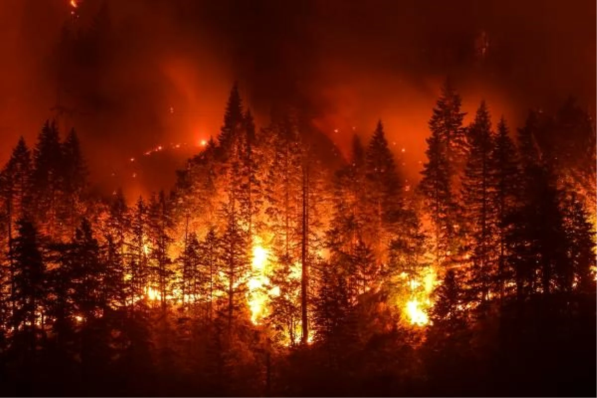 82 yıla dair korkutan rakam; Kıbrıs\'ın bir buçuk katı orman yandı