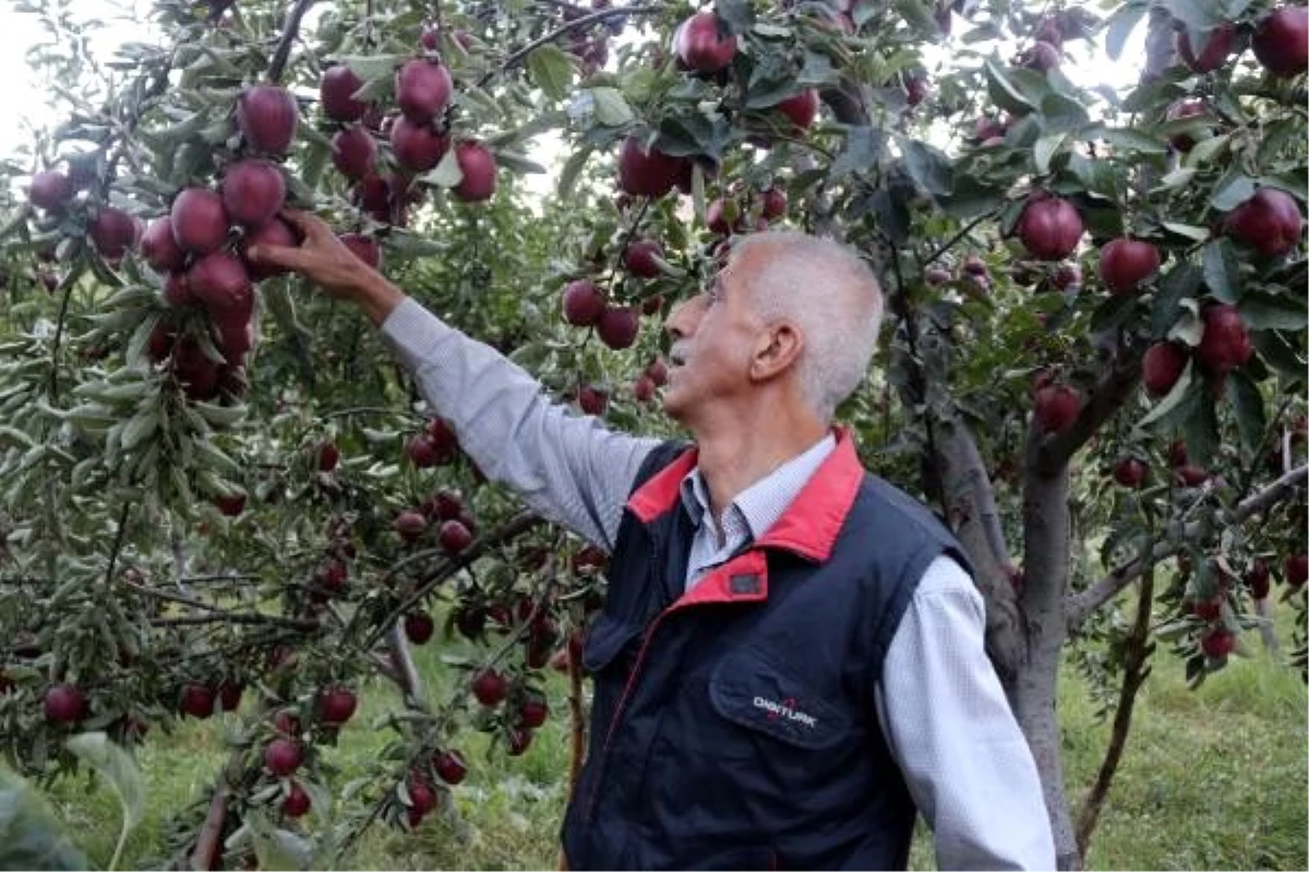 Bitlis\'teki elma hasadı yüzleri güldürüyor
