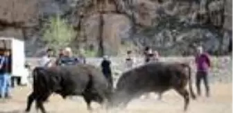 Boğalarını antrenman için güreştirdiler