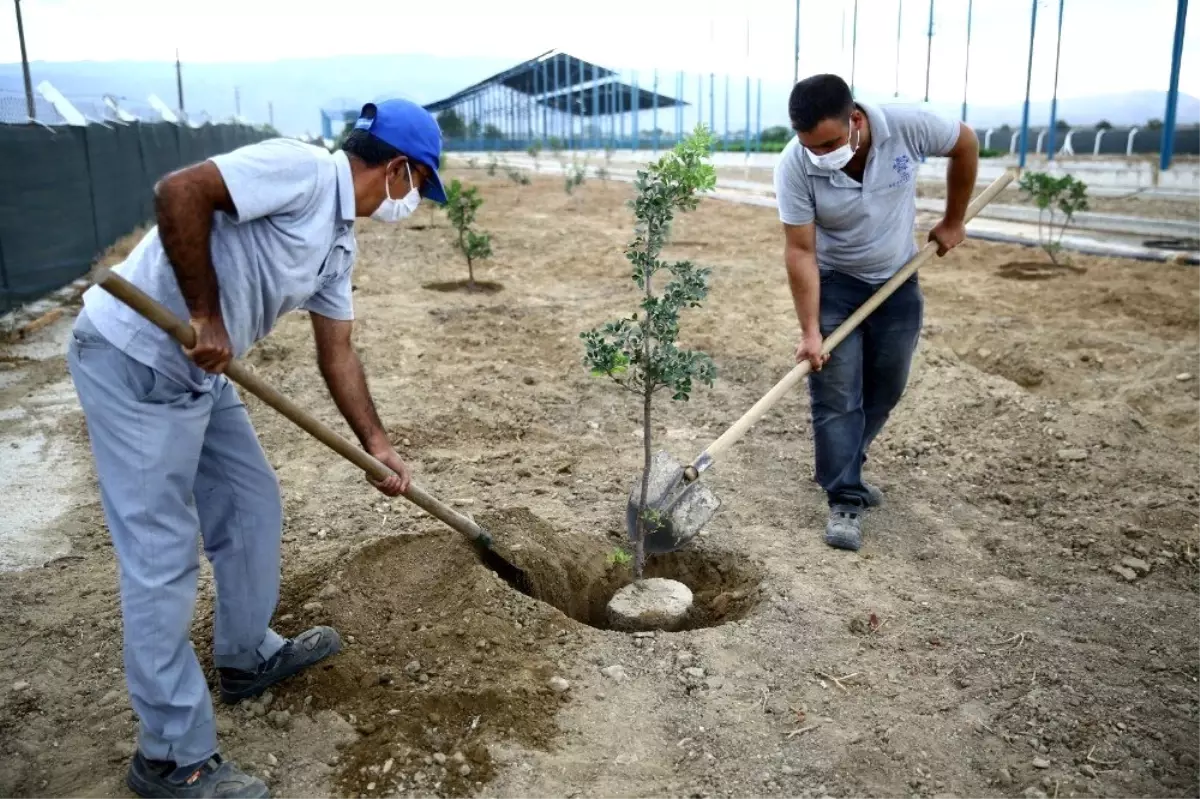 Büyükşehir Sakız ağaçlarını toprakla buluşturdu