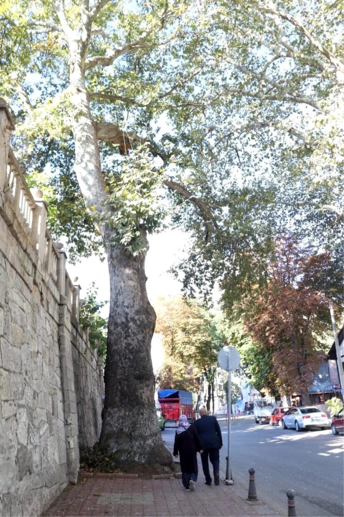 Çevre ve Şehircilik İl Müdürlüğü: "Çınar ağacı 290-300 yaşlarında"