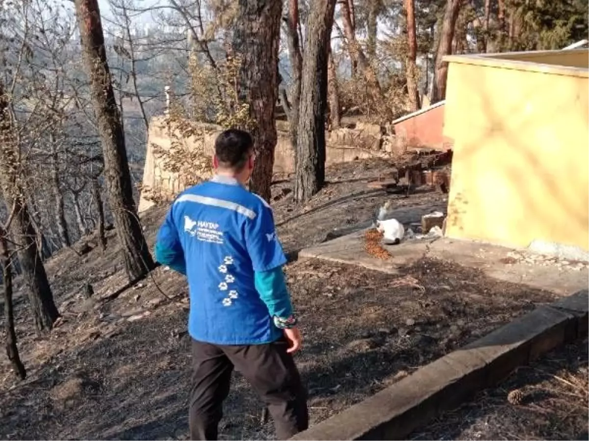 Son dakika haberleri | Hatay\'da yangın bölgesindeki sokak canlıları için kuru mama takviyesi yapılacak