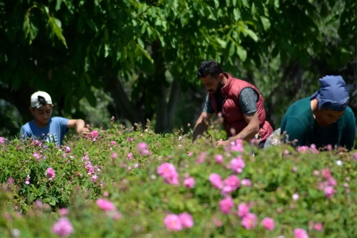 Isparta\'da gül çiçeği taban fiyatı açıklandı