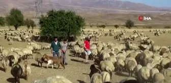 İtalyan turist Hakkari'de koyun sağıp, inşaatta çalışıyor