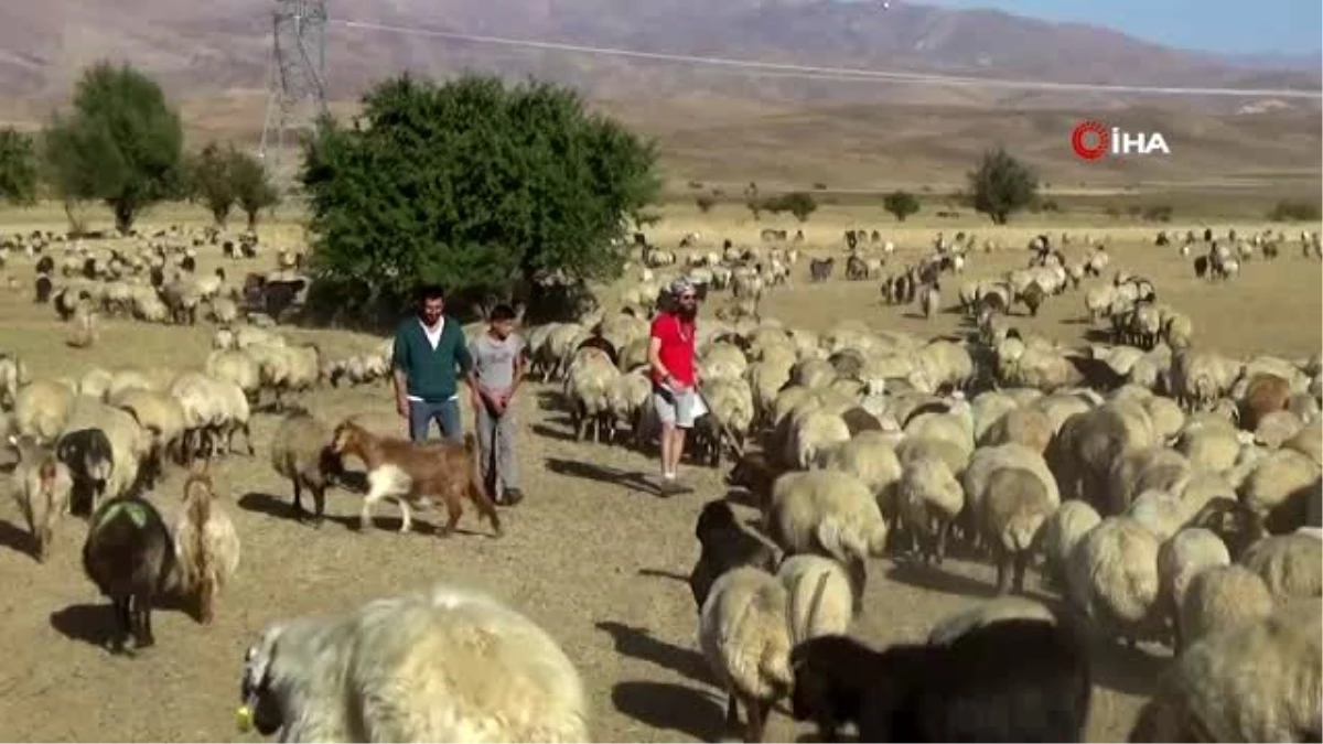 İtalyan turist Hakkari\'de koyun sağıp, inşaatta çalışıyor