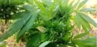 Karabük'te kenevirin hasadına başlandı