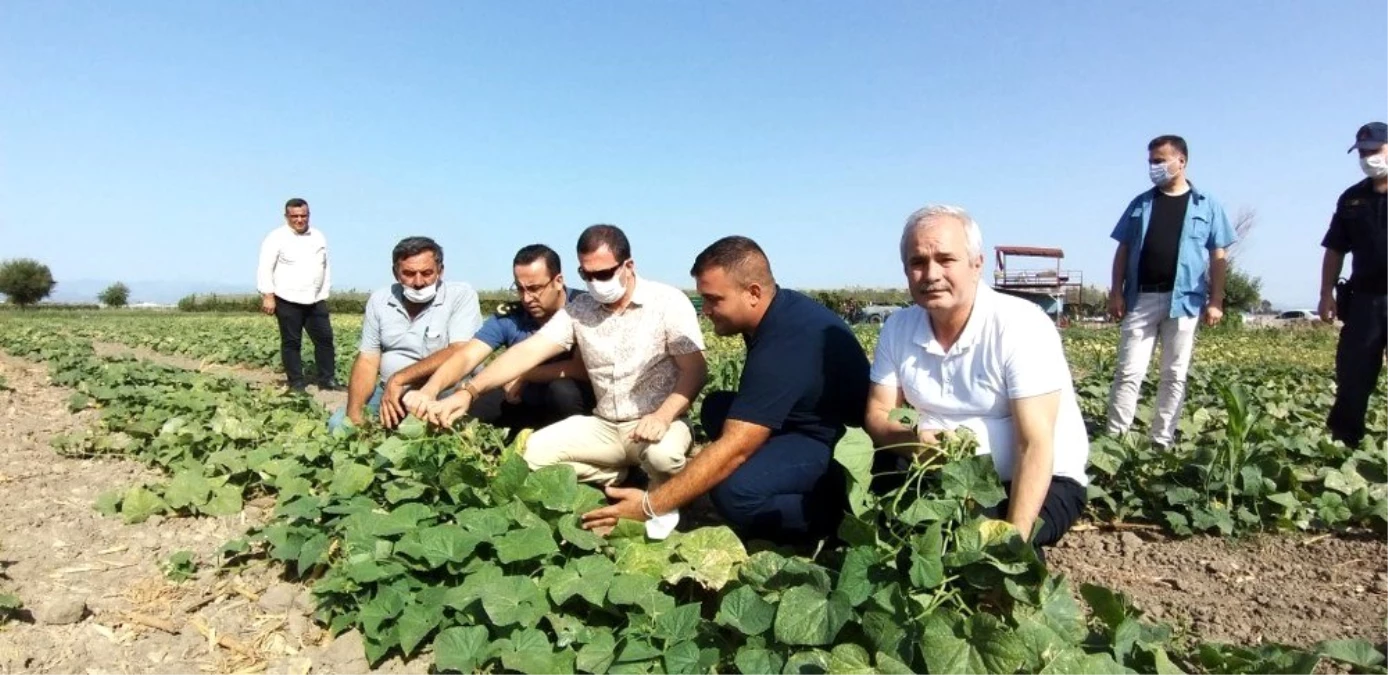 Kaymakamlar tarlada çiftçilerle hasat yaptı