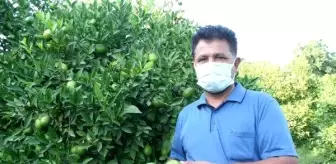 Limonun kilosu 1,5 TL'ye düştü