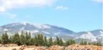 Orman memuru rüşvetten gözaltında