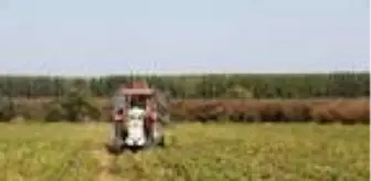 Samsun'da, 10 yıl sonra şeker pancarı hasadı başladı