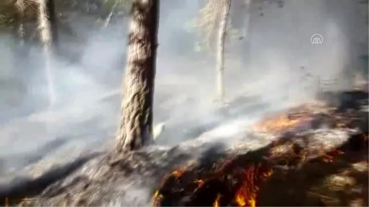 Sarıkamış Ormanları\'nda çıkan yangın söndürüldü