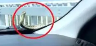 Seyir halindeyken otomobilin kaputundan çıkan yılan günlerdir bulunamıyor