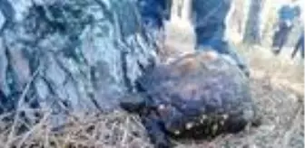 Son dakika haberi | Sinop'ta çıkan ot yangınında 2 dönüm alan zarar gördü, kaplumbağa öldü