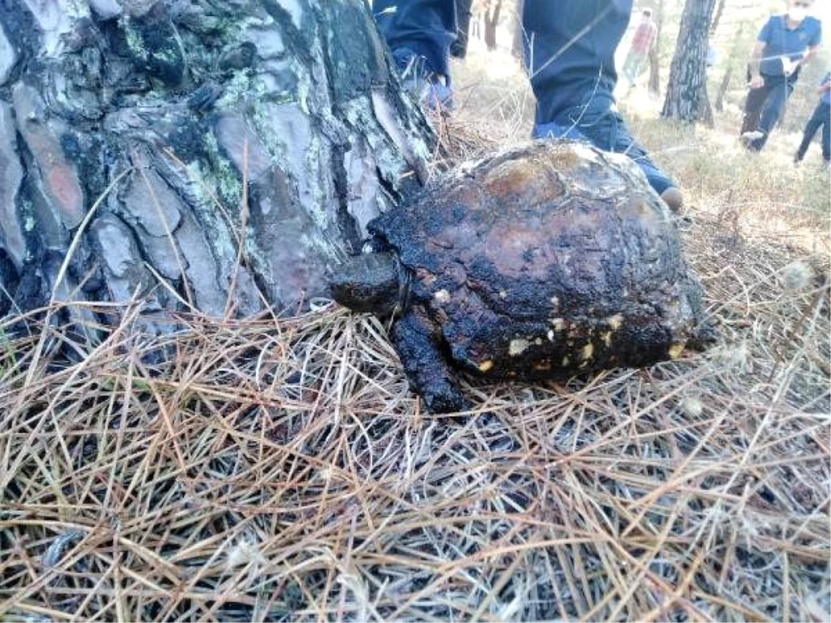 Son dakika haberi | Sinop\'ta çıkan ot yangınında 2 dönüm alan zarar gördü, kaplumbağa öldü