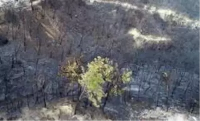 Son dakika haberleri | Yangın mağdurları PKK'ya lanet okudu