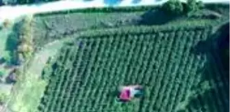 Asgari ücretle çalıştığı işini bırakan kadın, devlet desteğiyle kivi üreticisi oldu! Şimdi paraya para demiyor