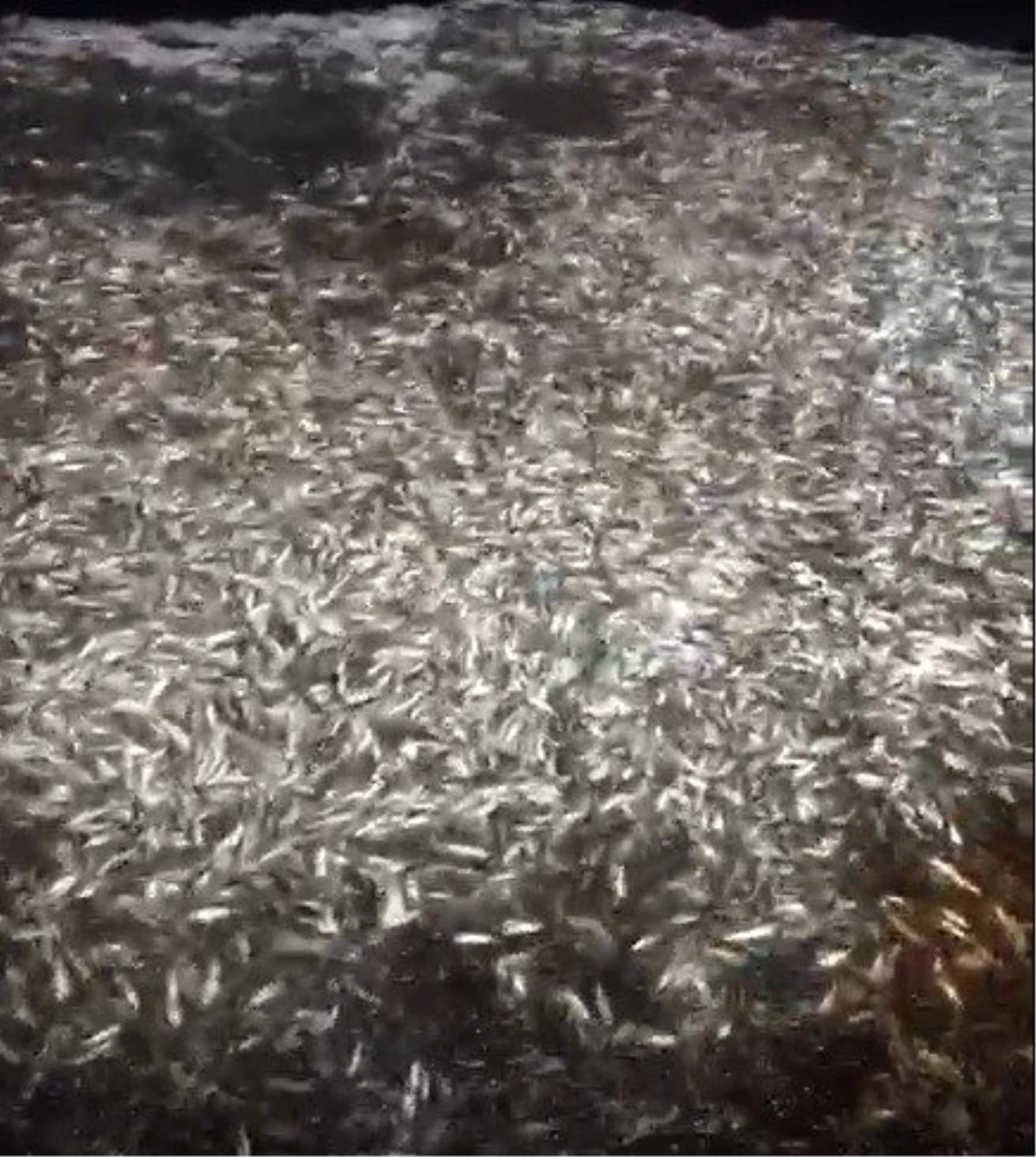 Çanakkale\'de boyları küçük olan 15 ton balık geri salındı