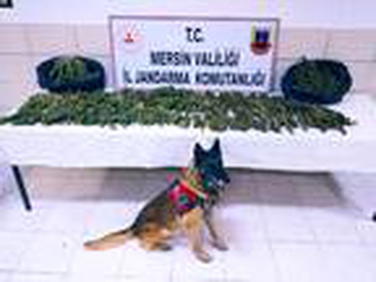 \'Çaylak\', uyuşturucu tacirlerini affetmedi