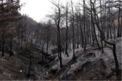 Evleri yanan vatandaşlar destek bekliyor