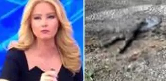 Müge Anlı'nın aradığı kayıp hemşirenin cansız bedeni korkunç halde bulundu