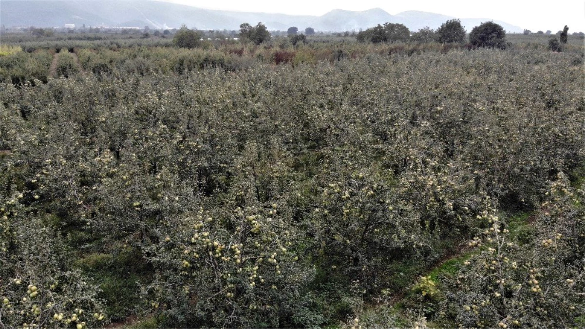 Müşteri olmadığı için yüzlerce ton armut dalında çürümeye terk edildi