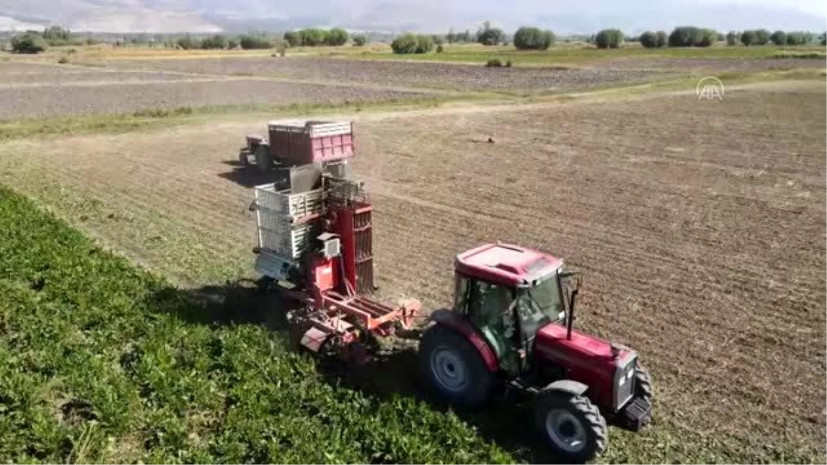 Traktör direksiyonuna geçen kadın çiftçiler pancarın "tatlı" yolculuğu için mesaide