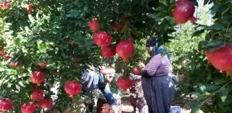 Antalya'da 'Hicaz narı' hasadı