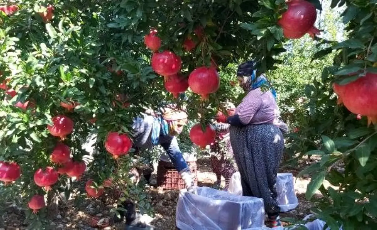 Antalya\'da \'Hicaz narı\' hasadı