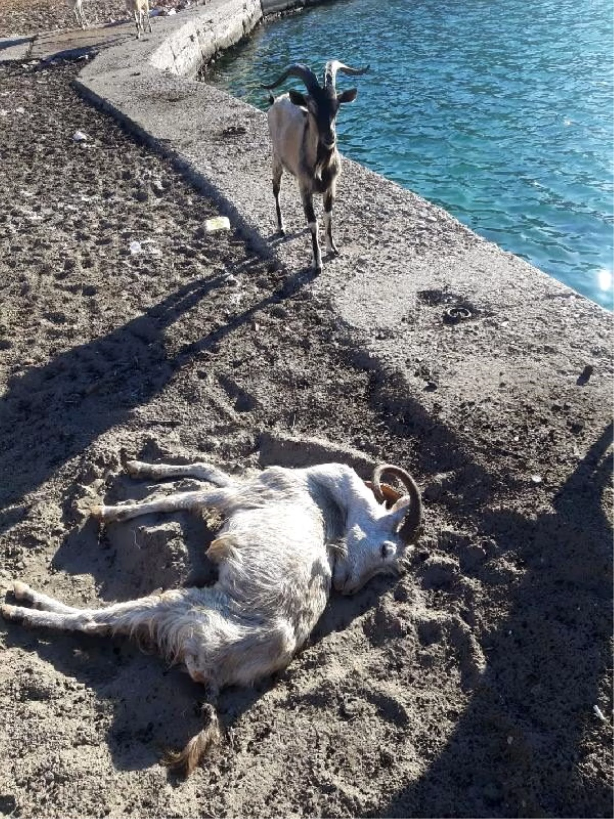 Aşırlı Adası\'ndaki dağ keçilerinden biri ölü bulundu