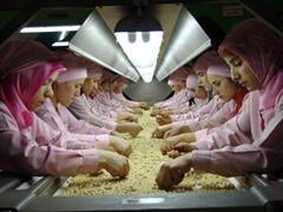 Düzce\'den Avrupa\'ya 278 ton fındık ihraç edildi