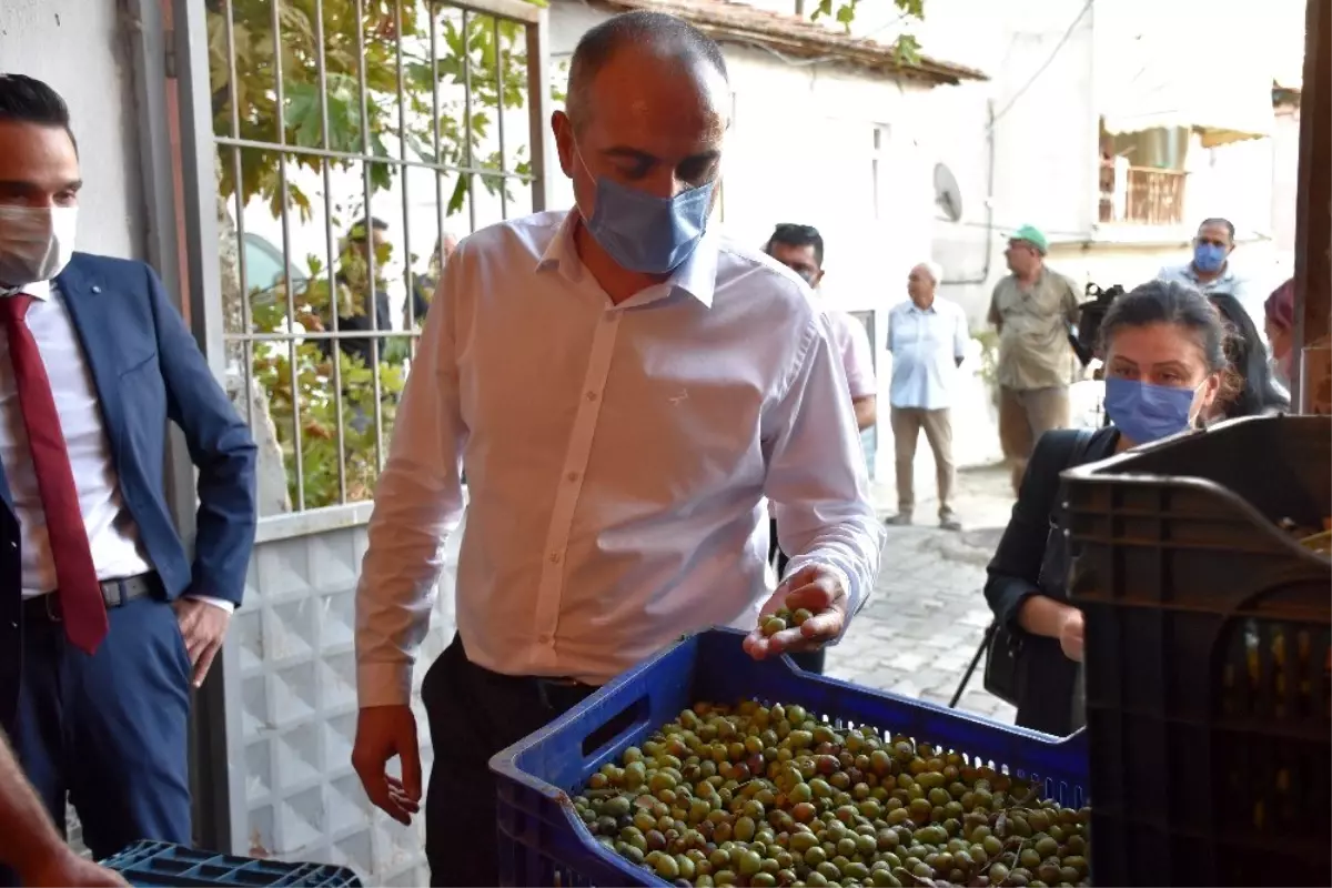 Gemlik Belediyesi zeytin ödemelerine başladı