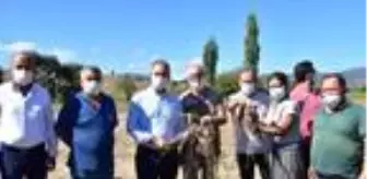 Kadın girişimci Milas'ta ilk tatlı patates  hasadını yaptı