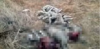 Köylerde hayvanlara saldıran kurtlar 29 koyun, 1 buzağı ile 3 köpeği telef etti