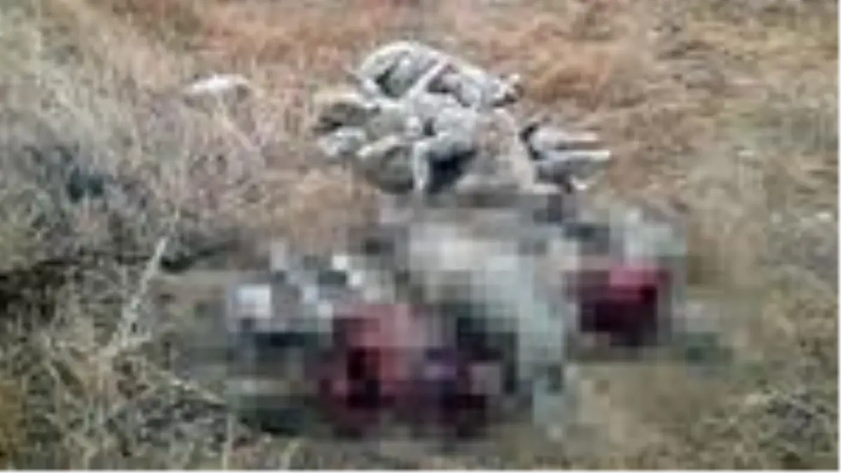 Köylerde hayvanlara saldıran kurtlar 29 koyun, 1 buzağı ile 3 köpeği telef etti