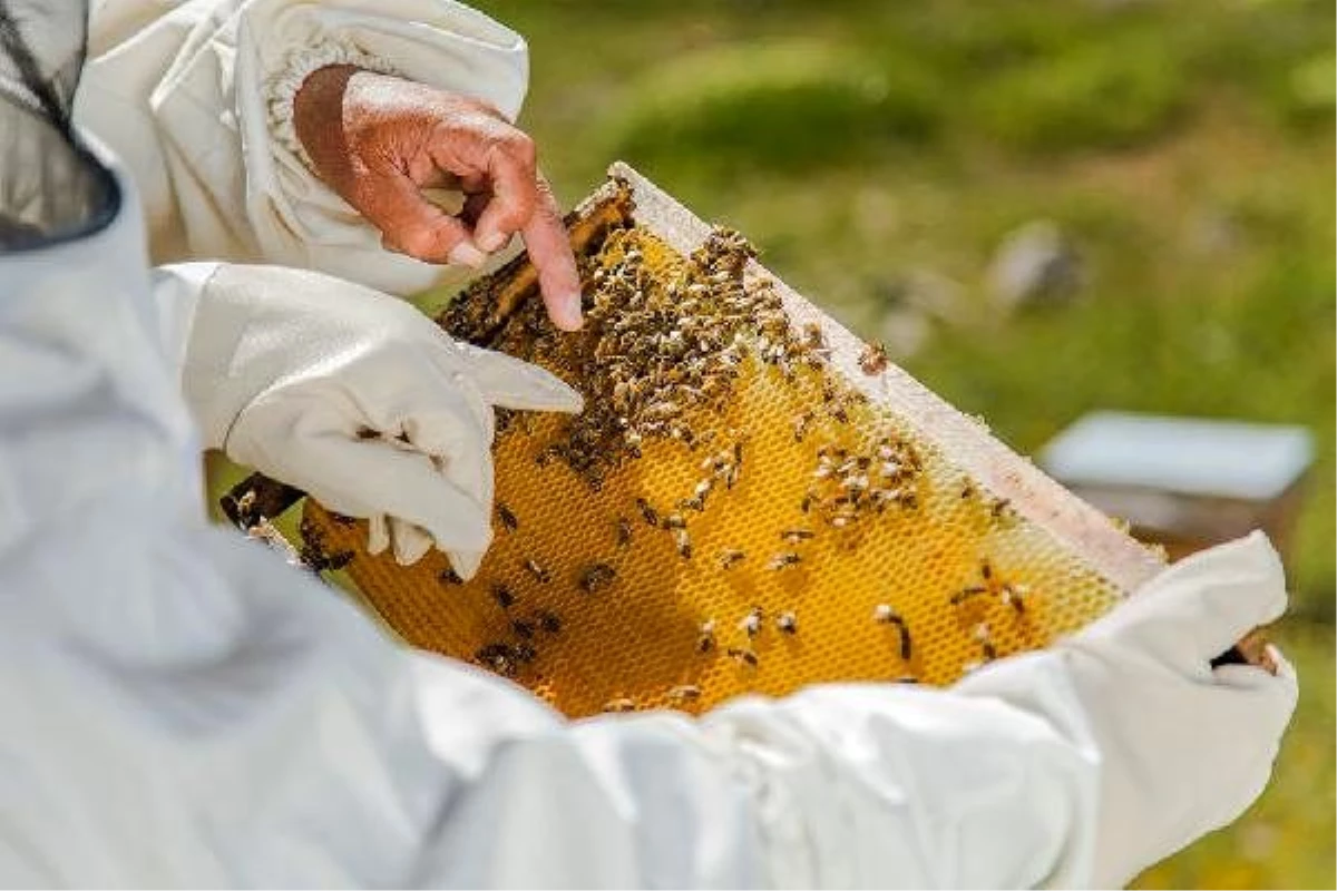 Küresel ısınma balcıları vurdu; milyonlarca arı öldü