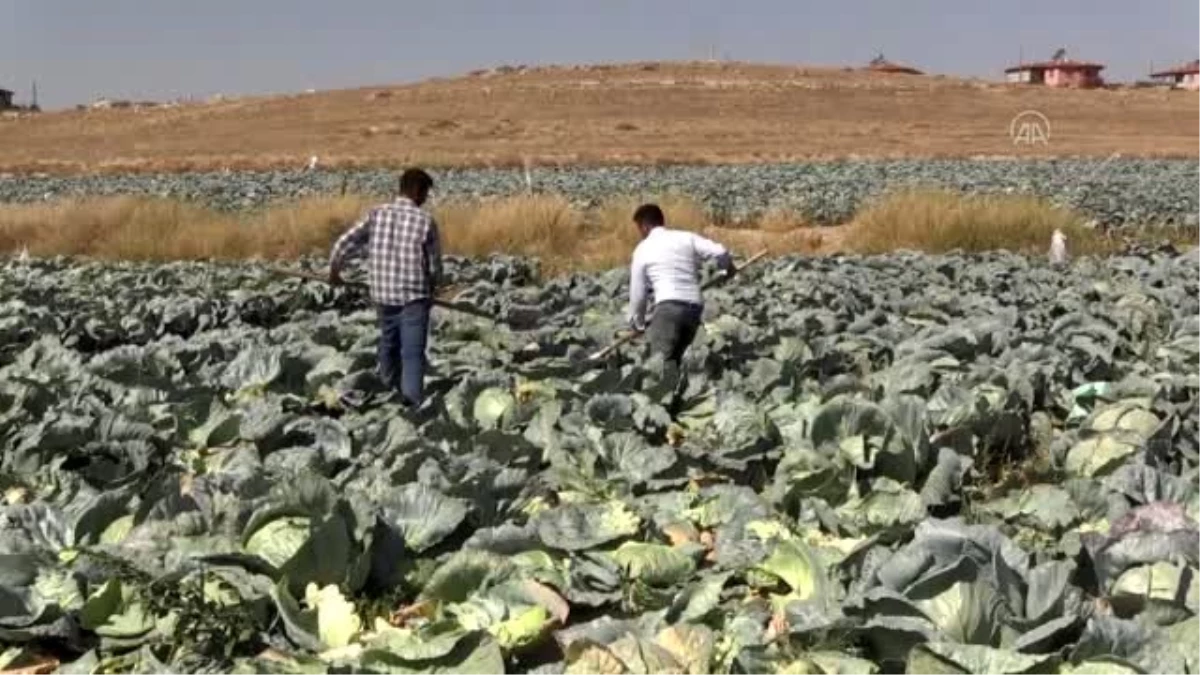 Lahana hasadına başlandı