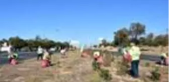 Muğla'da karayolu kenarı ve refüjlerden 10 günde 1600 poşet çöp toplandı