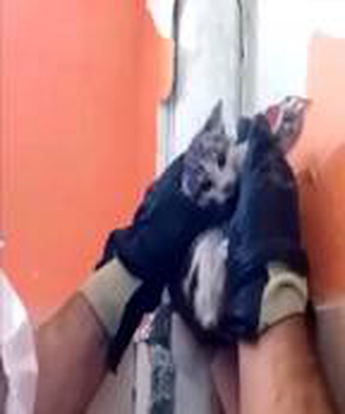 Son dakika haberi: Şanlıurfa\'da su borusuna ve otomobille sıkışan yavru kediler kurtarıldı