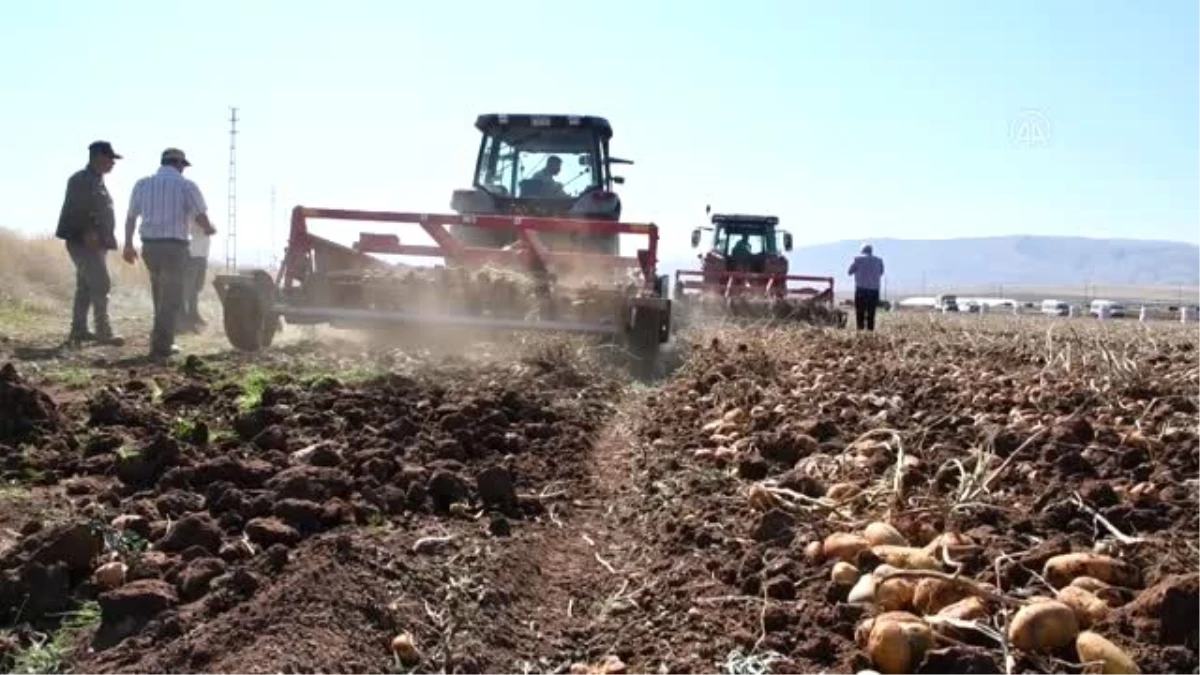 Sertifikalı tohumluk patates üretim alanları genişliyor