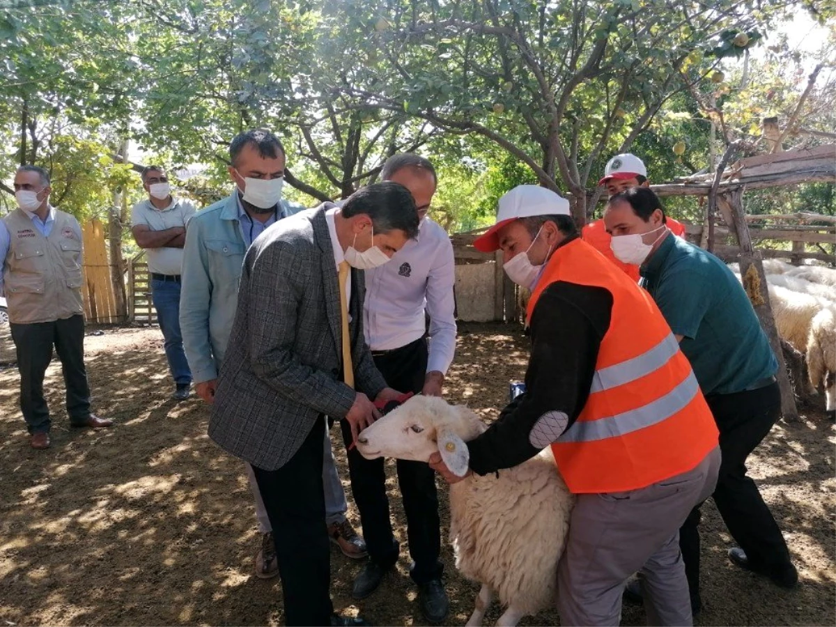 Soy Kütüğü Projesi kapsamında hayvanlara küpe takıldı