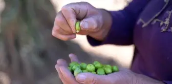 4 Bin 500 yıllık zeytin geçmişi olan Kilis'te zeytinin dalından sofraya yolculuğu