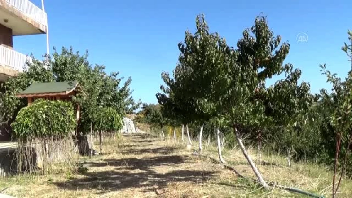 Ahlat\'ta şeftali ağacı hasadının ardından ikinci kez meyve verdi
