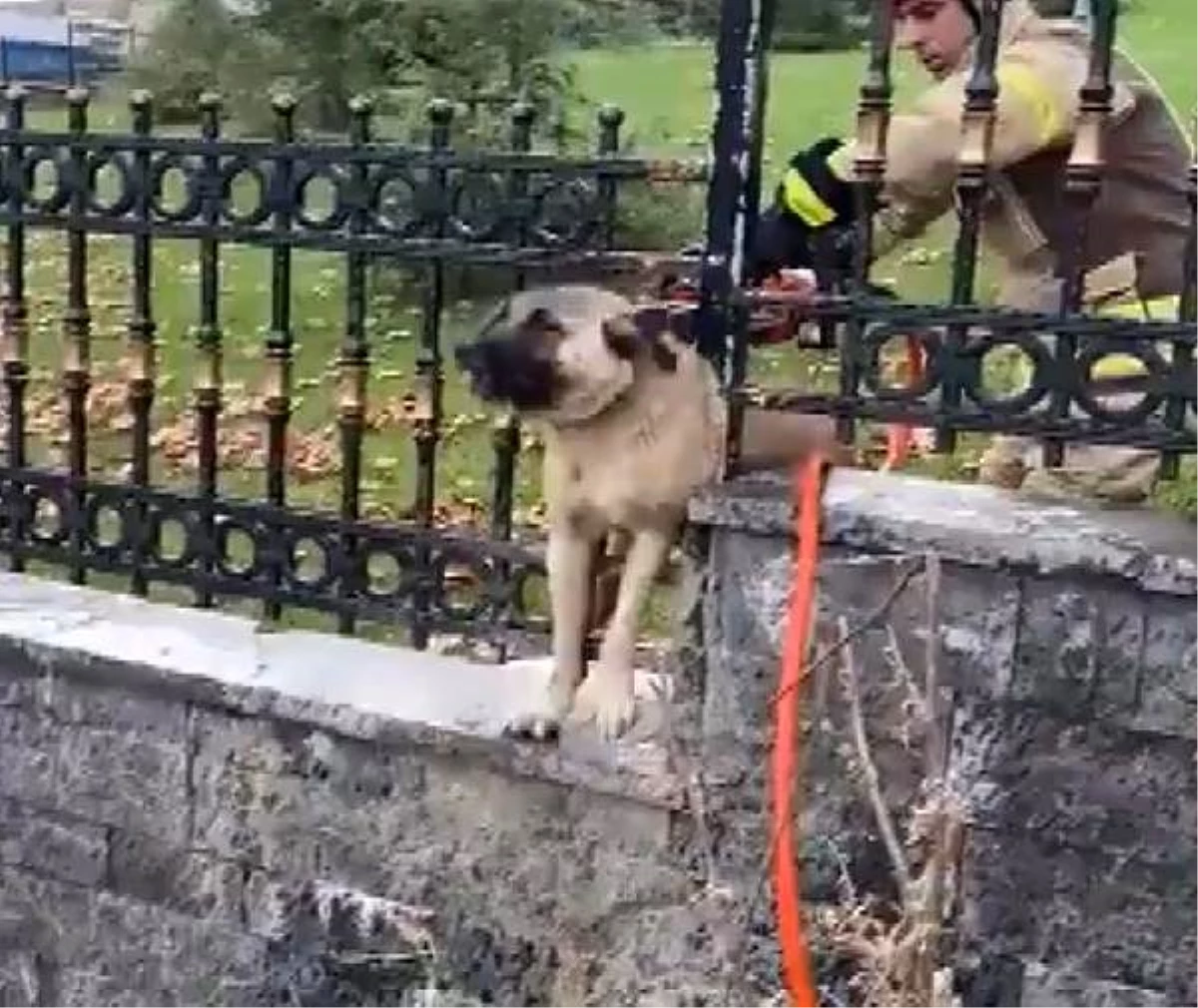 Başakşehir\'de demir parmaklıklara sıkışan köpek kurtarıldı
